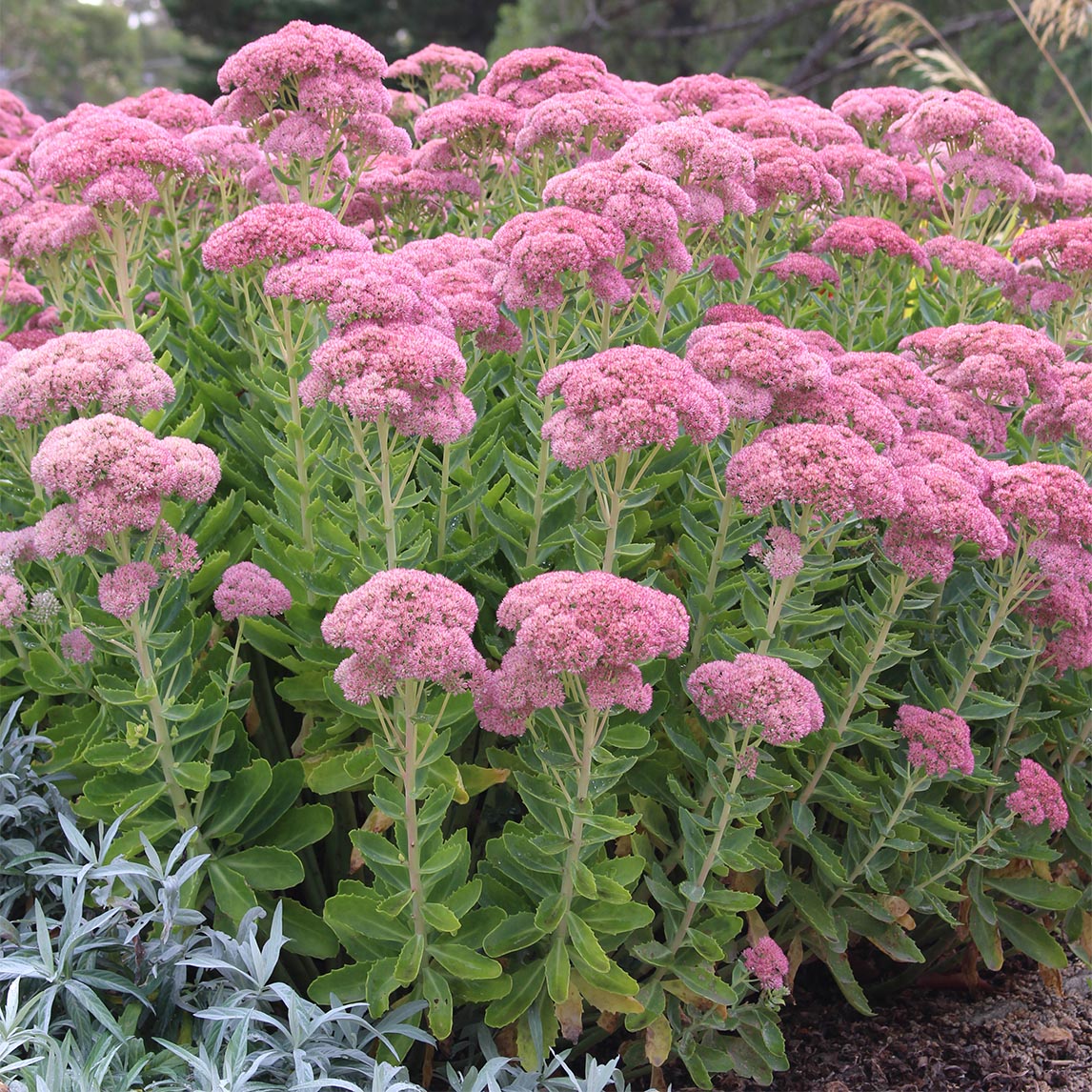 Sedum 'Autumn Joy'