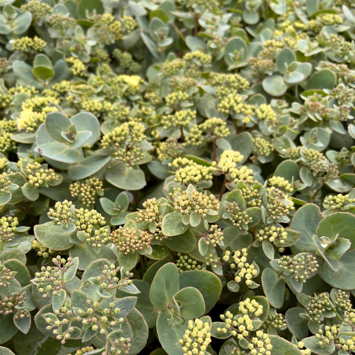Sedum ruprechtii