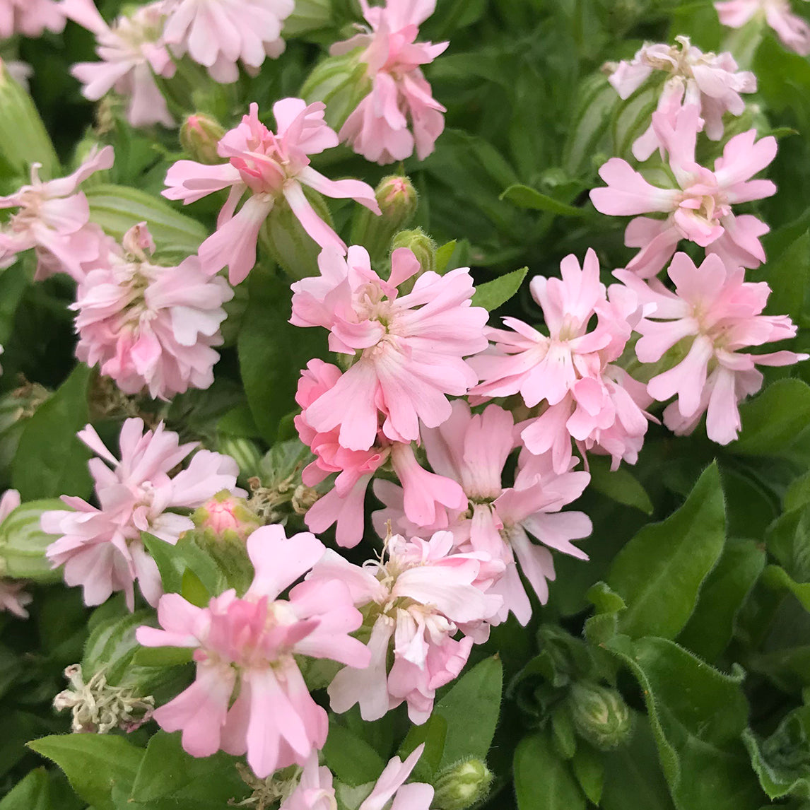 Silene 'Peach Blossom'
