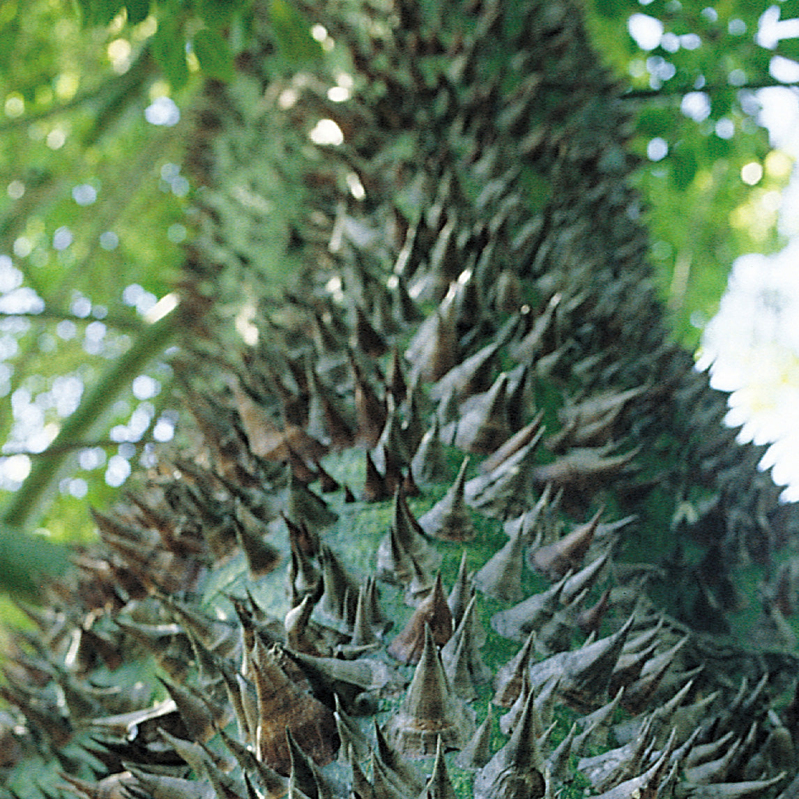 Pink Silk Floss Tree