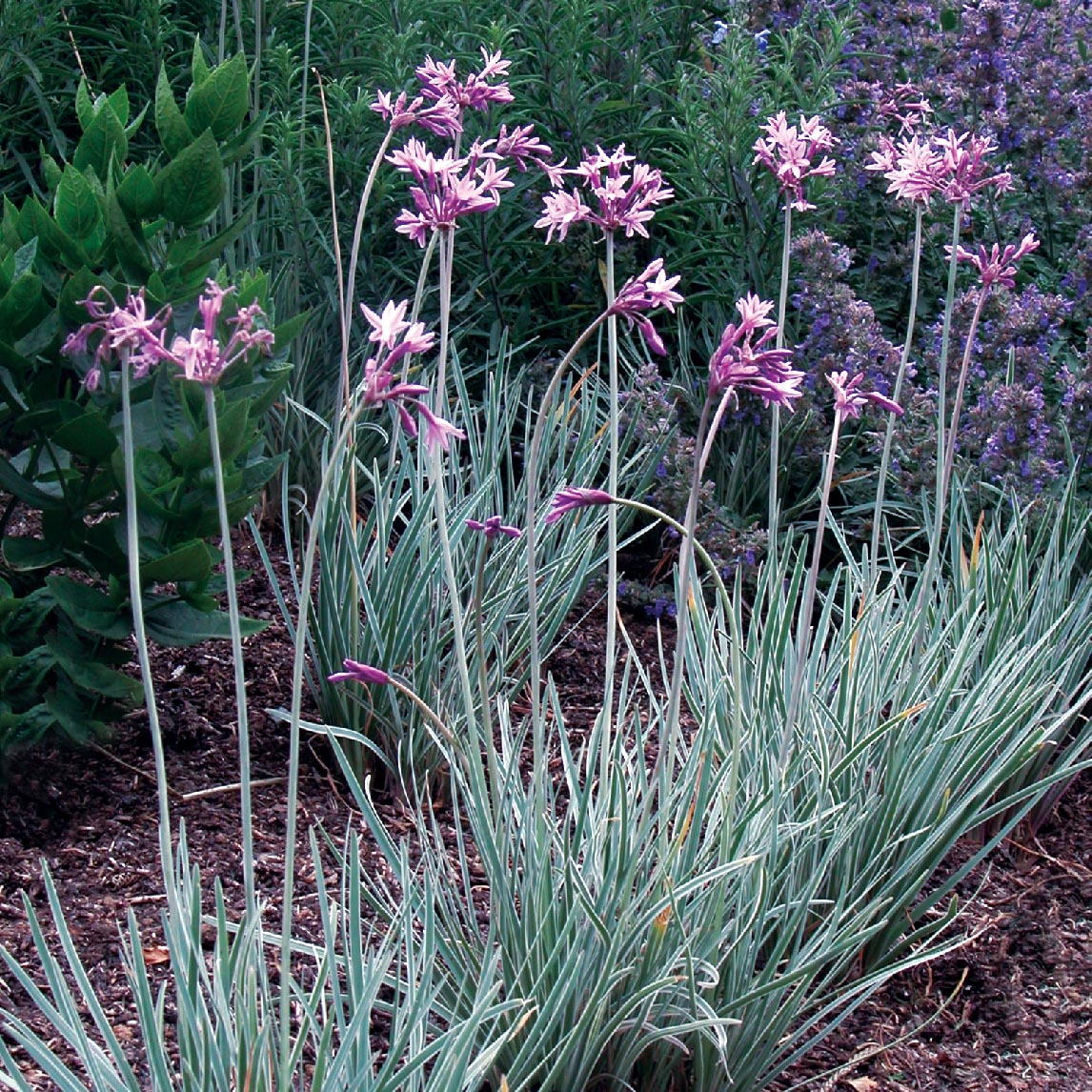 Society Garlic Variegated