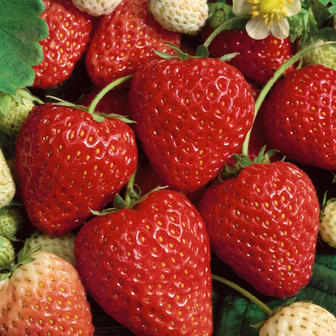 Strawberry 'Fresca'