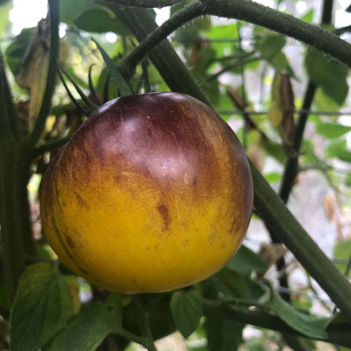 Tomato Stripes of Yore