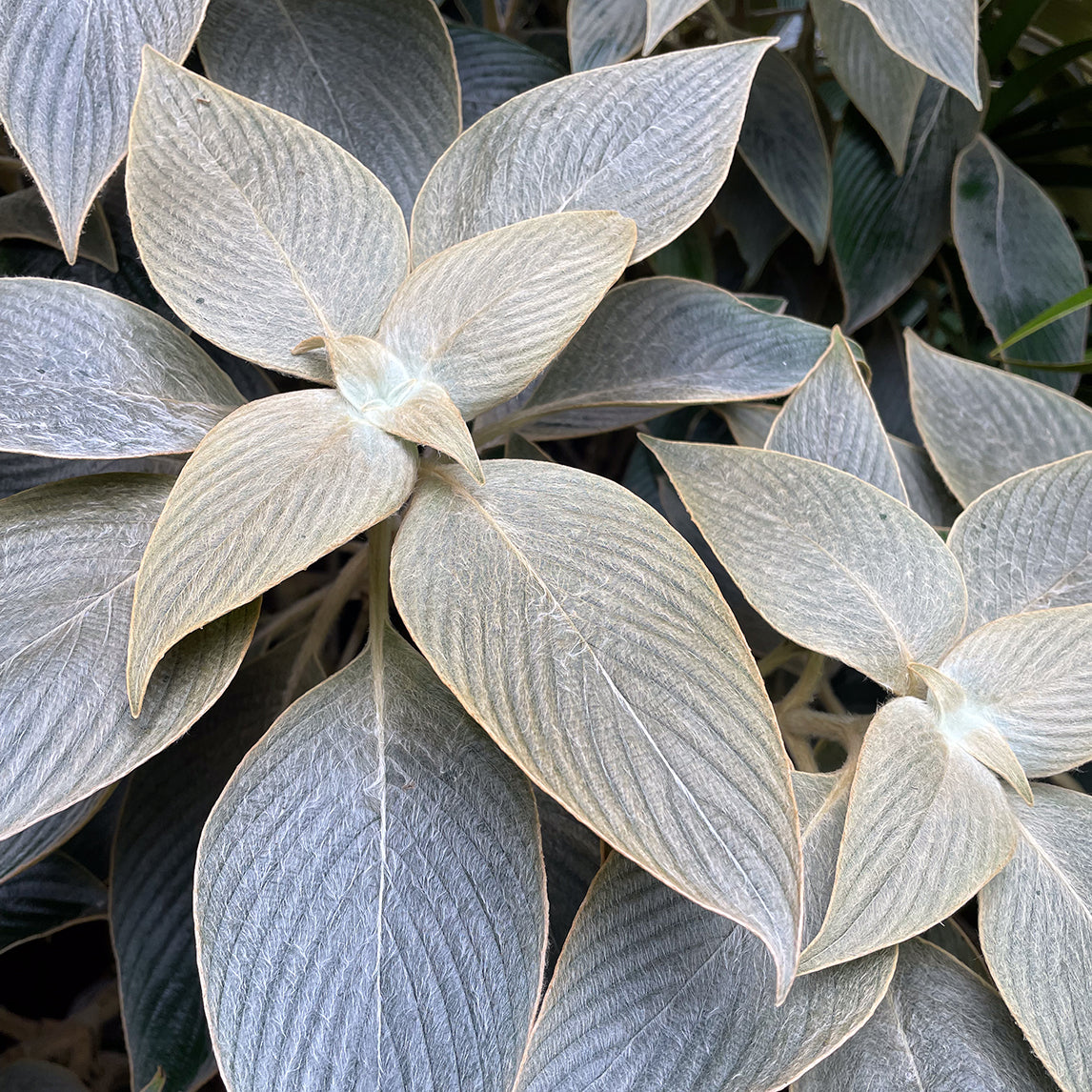 Strobilanthes gossypinus
