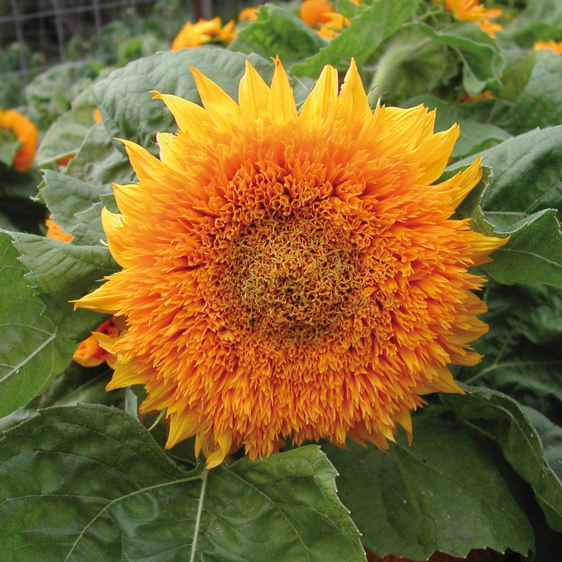 Sunflower 'Teddy Bear'