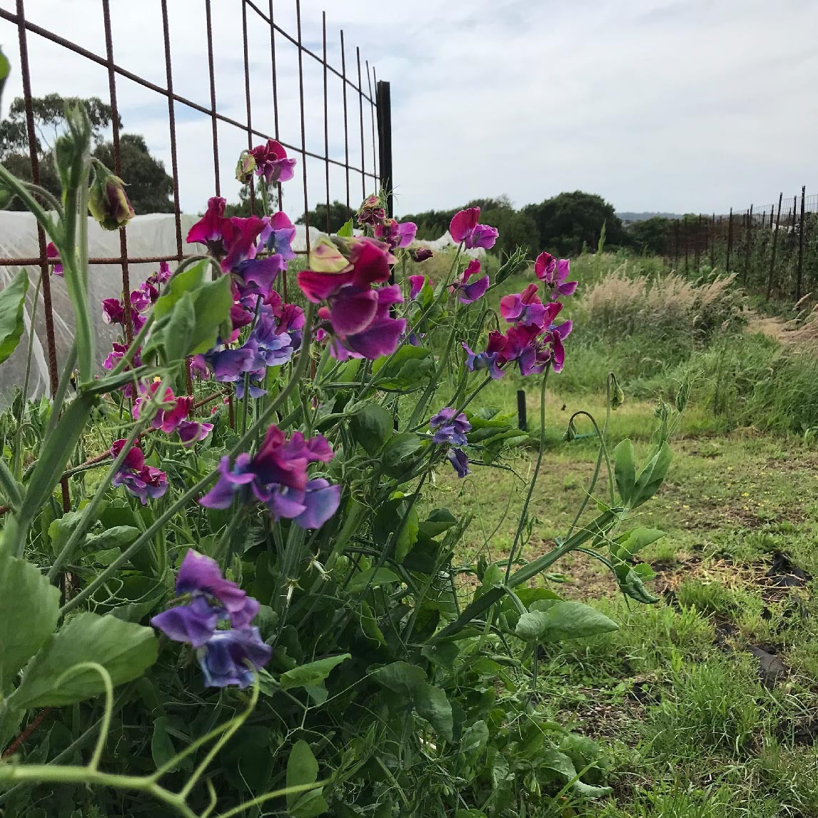 Sweet Pea 'Blue Shift'