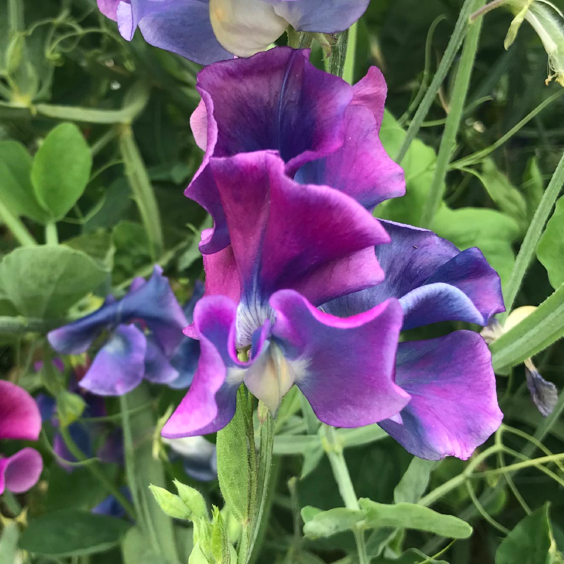 Sweet Pea 'Blue Shift'