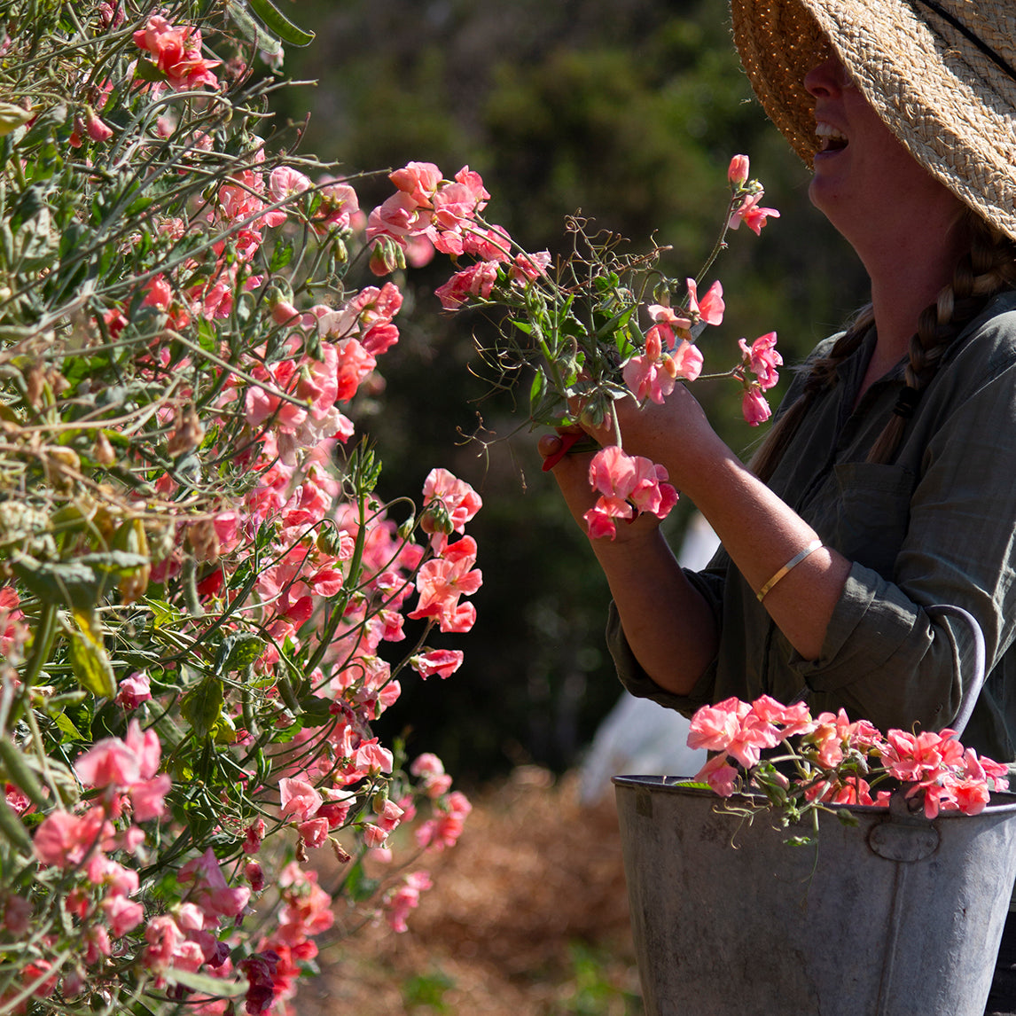 Sweet Pea ‘Maloy’