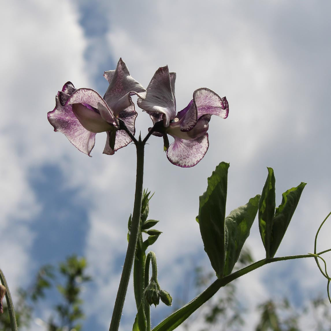 Sweet pea ‘Nimbus’