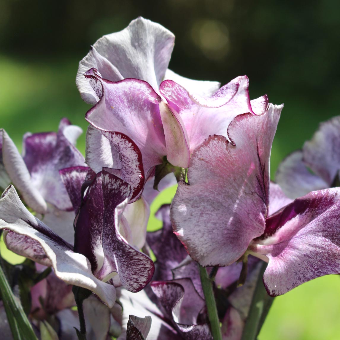 Sweet pea ‘Nimbus’