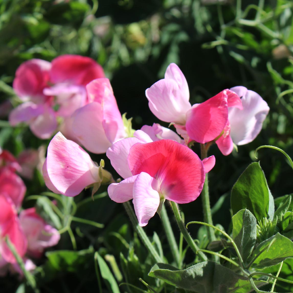 Sweet Pea Pink Cupid