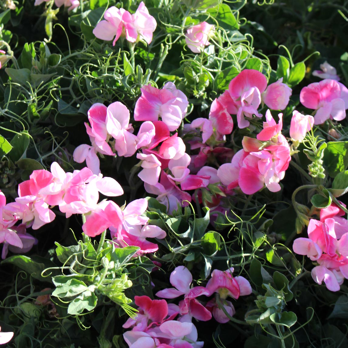 Sweet Pea Pink Cupid