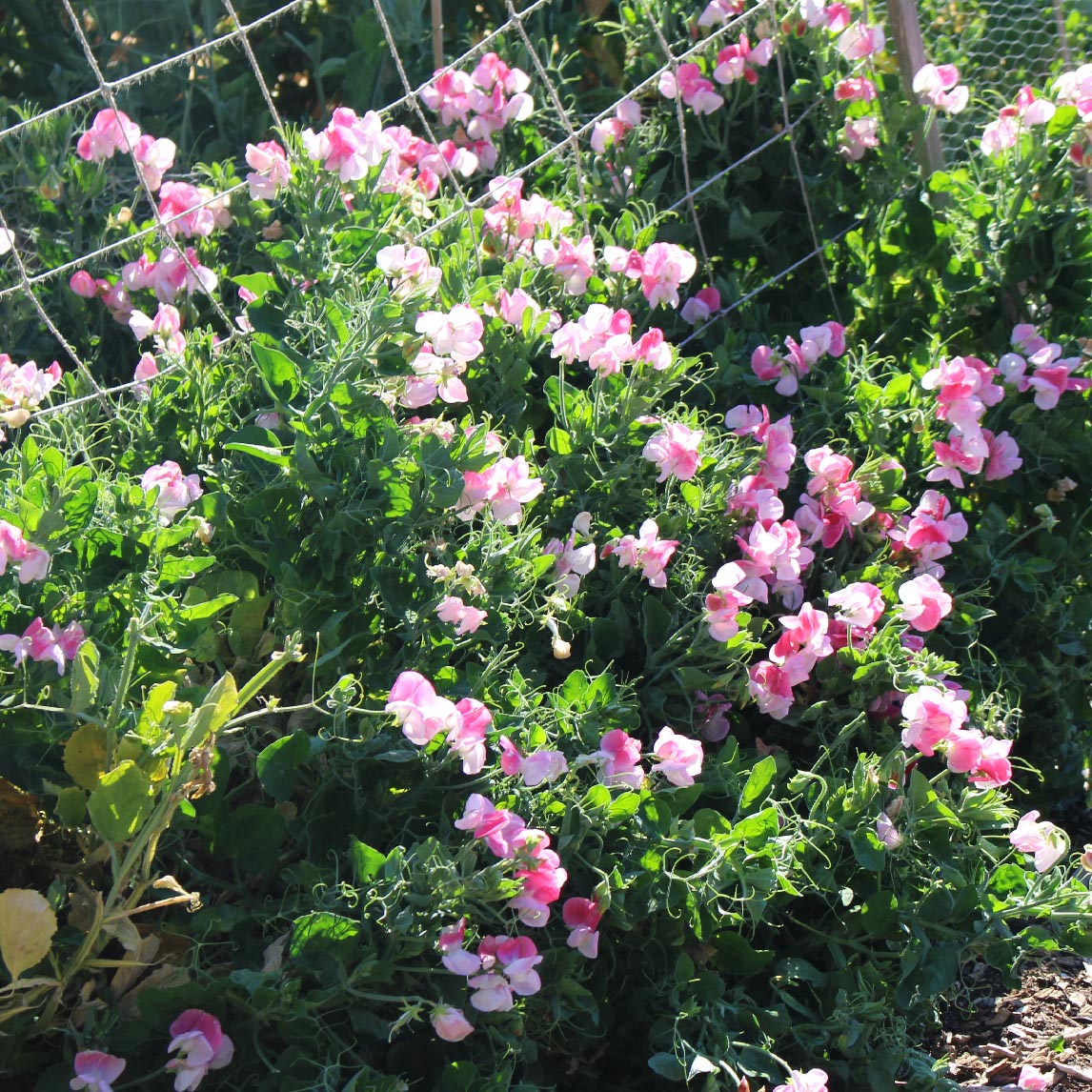 Sweet Pea Pink Cupid