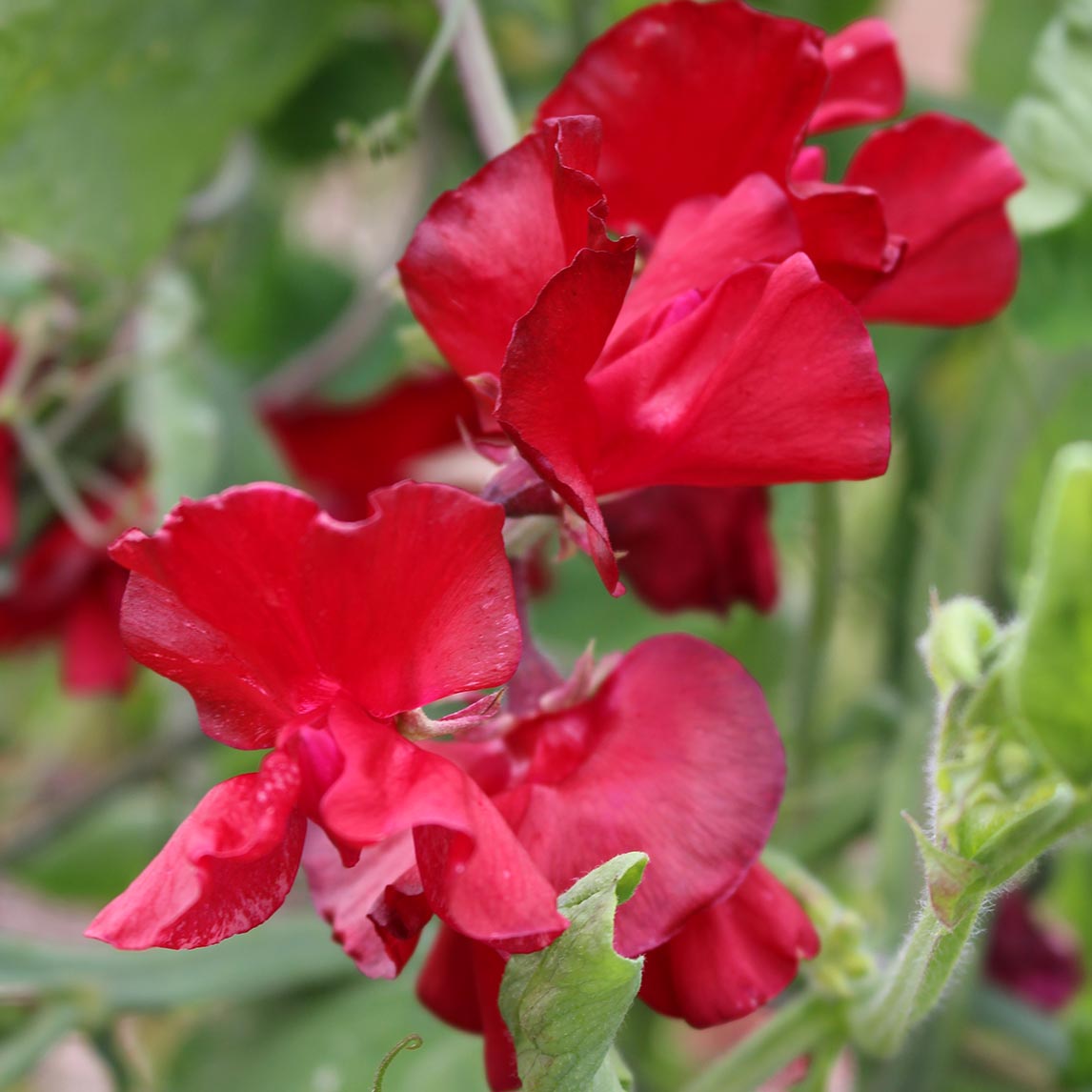 Sweet Pea ‘Solstice Crimson’