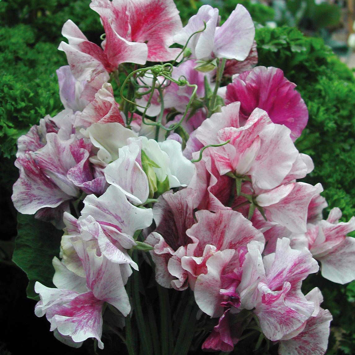 Sweet Pea Spencer Ripple Mix