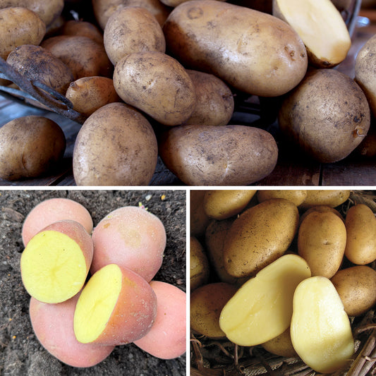 The Ultimate Potato Trio