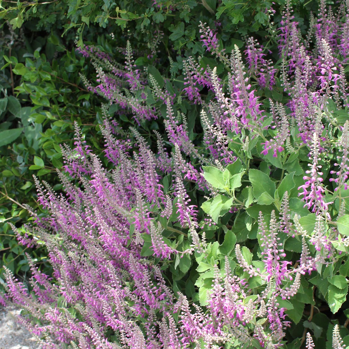 Teucrium Betonicum