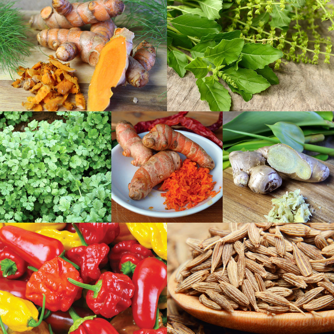 The Spice Garden Collection