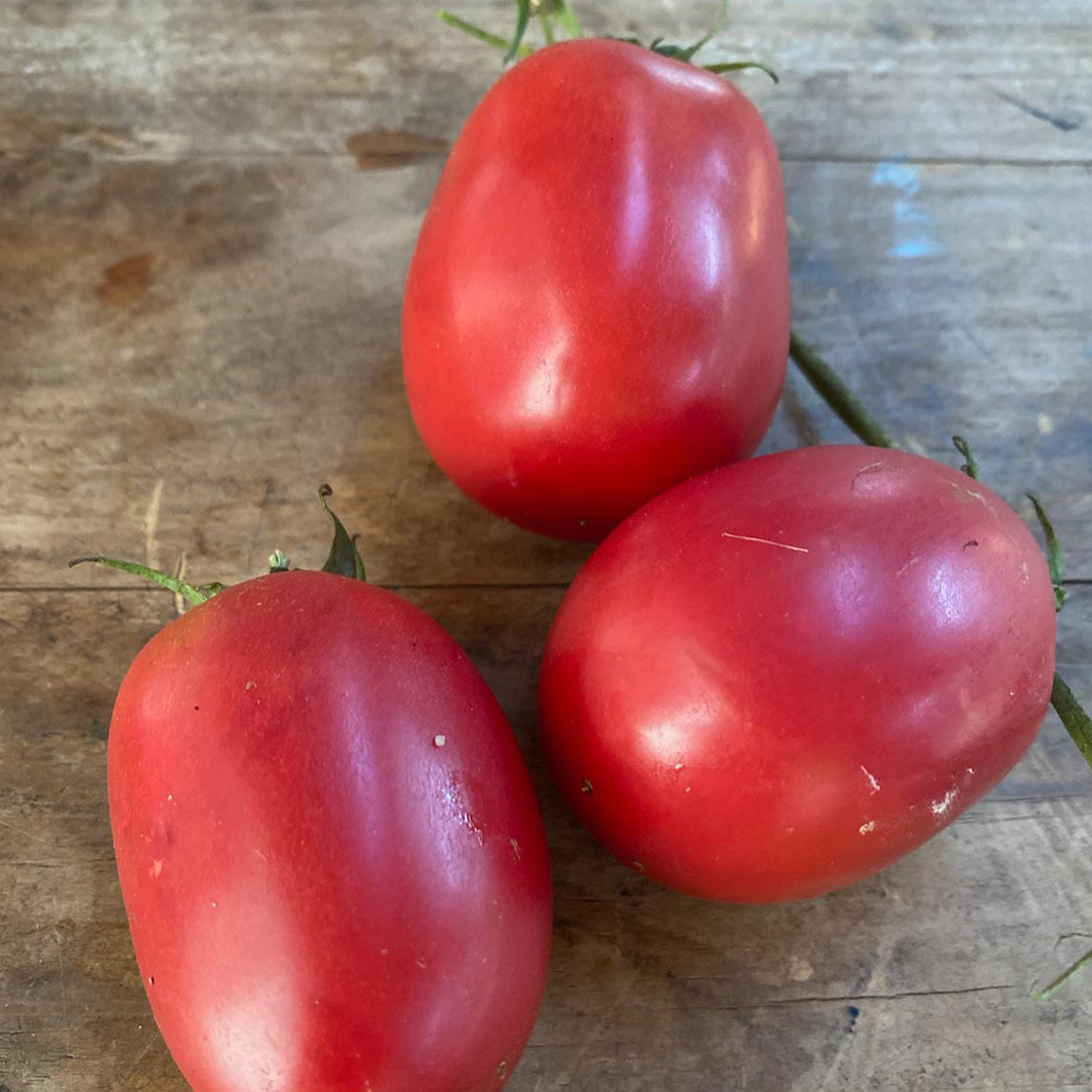 Tomato 'Leicester Jones'