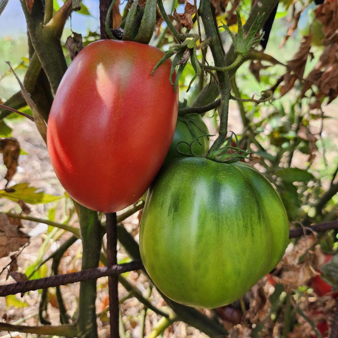 Tomato 'Leicester Jones'
