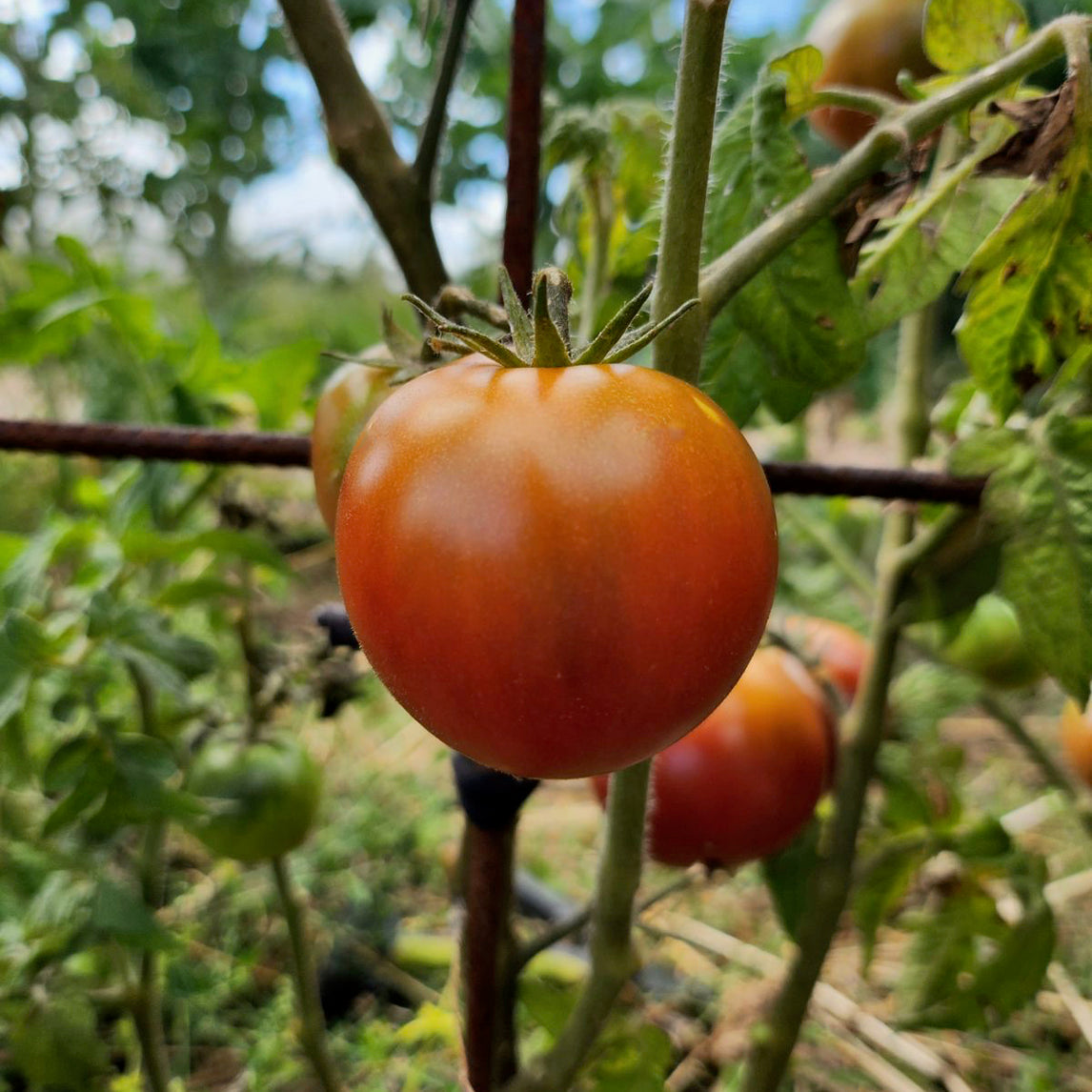 Tomato 'Perth Pride' (Organic)