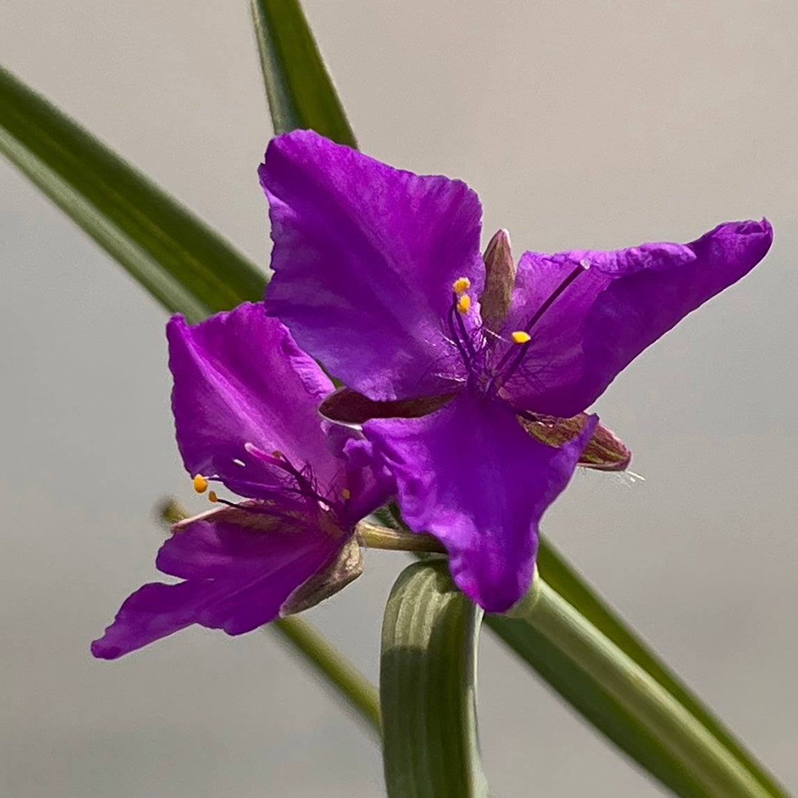 Tradescantia 'Concord Grape'