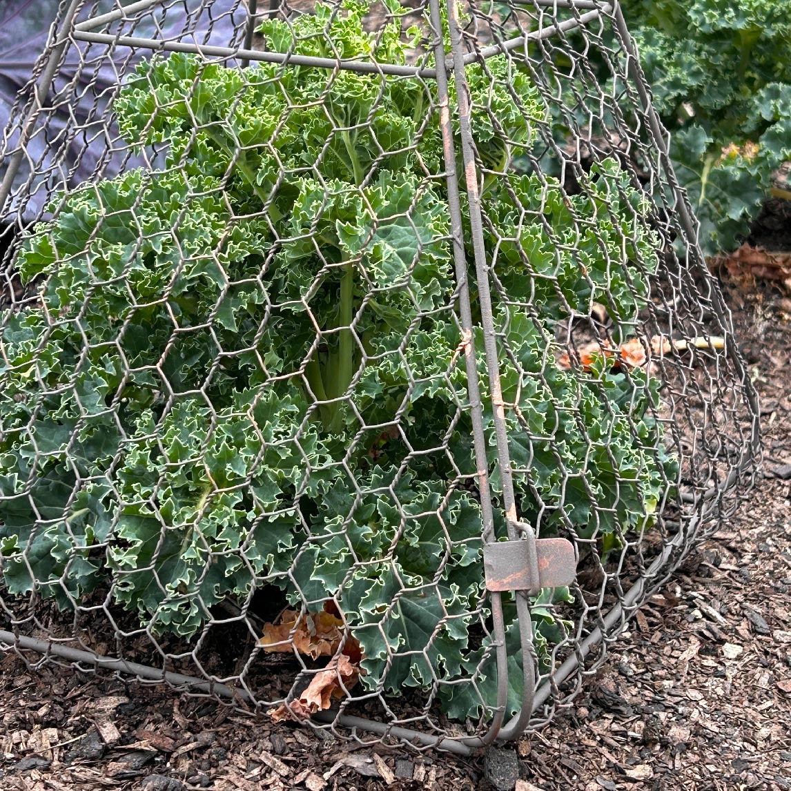 Triangle Garden Cloche - New Sizes