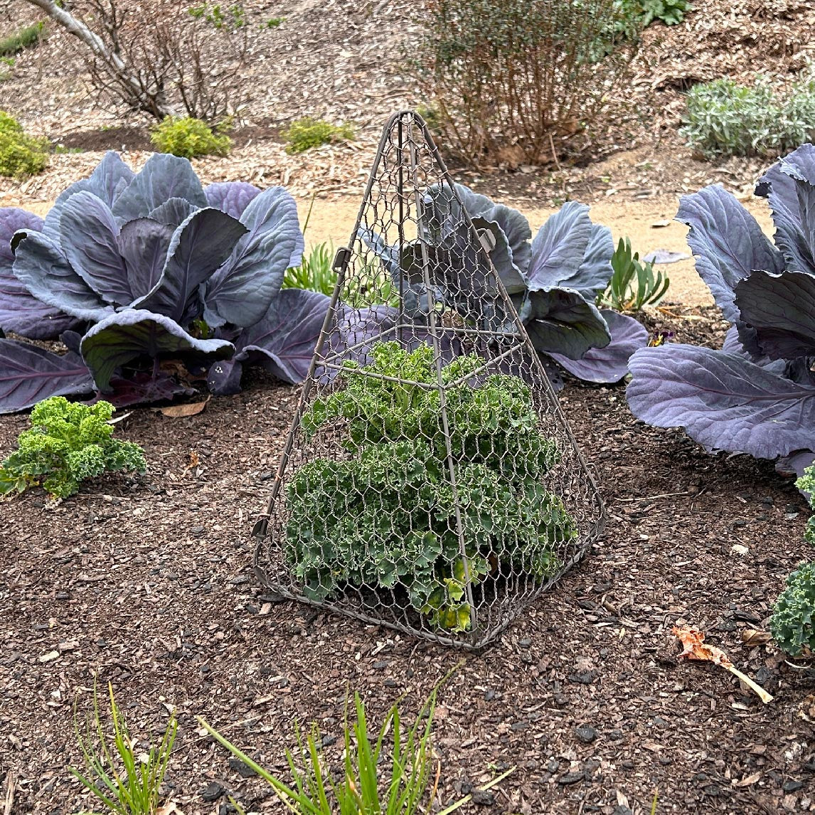 Triangle Garden Cloche - New Sizes