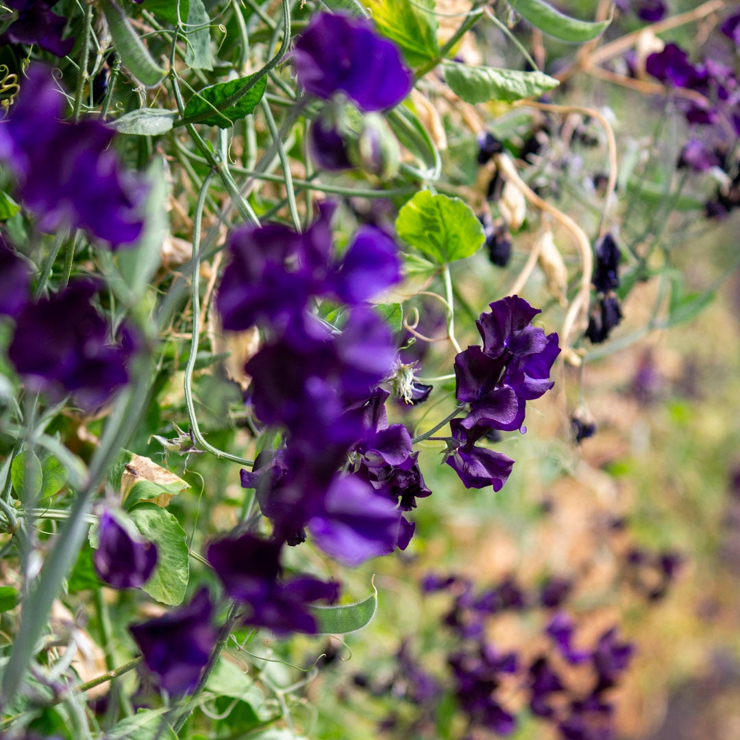 Sweet Pea 'Triple-G'