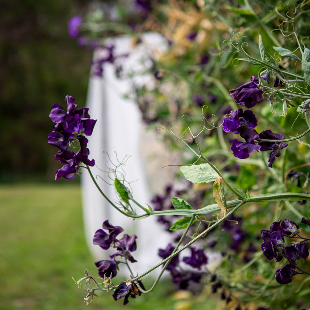 Sweet Pea 'Triple-G'