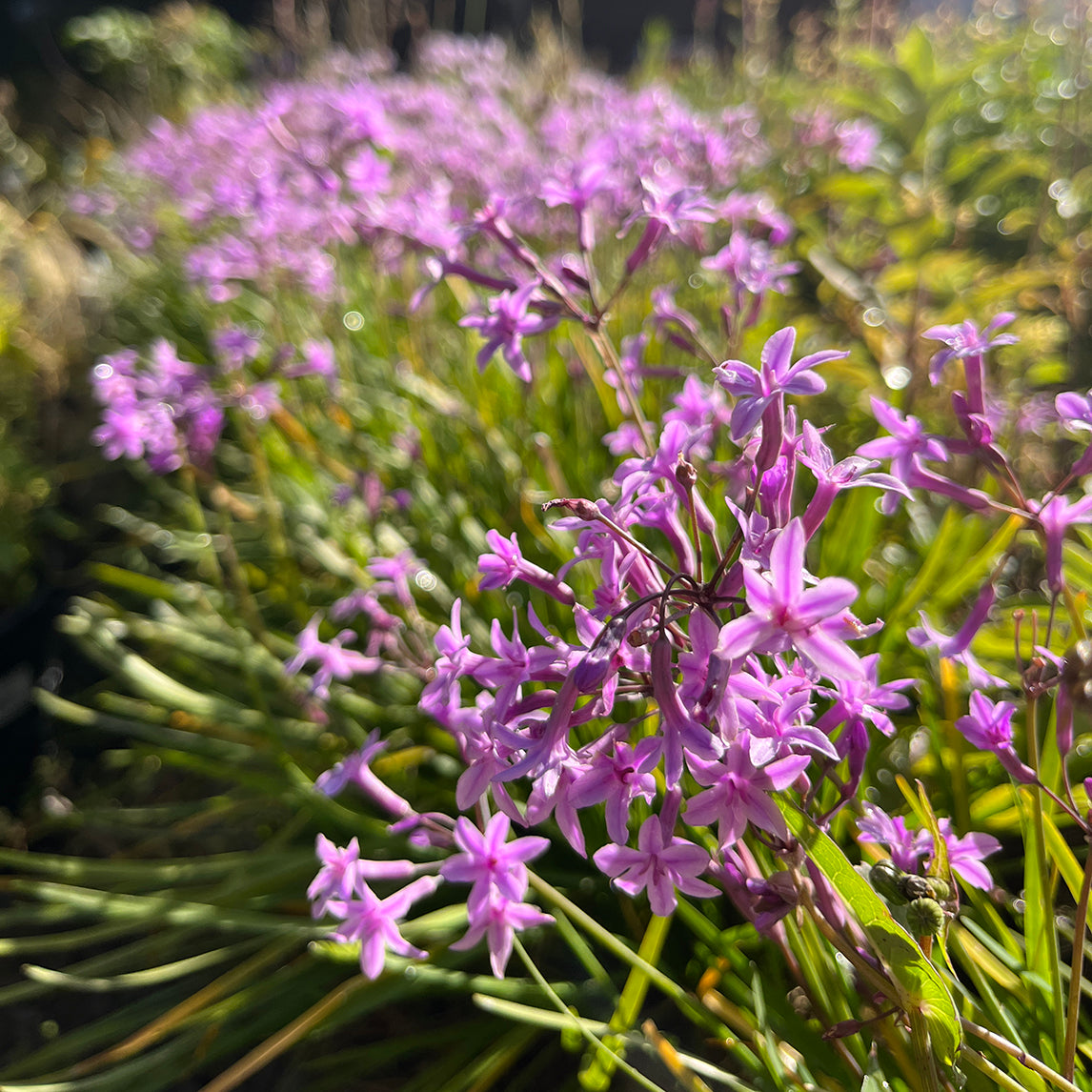 Society Garlic 'Glenside'