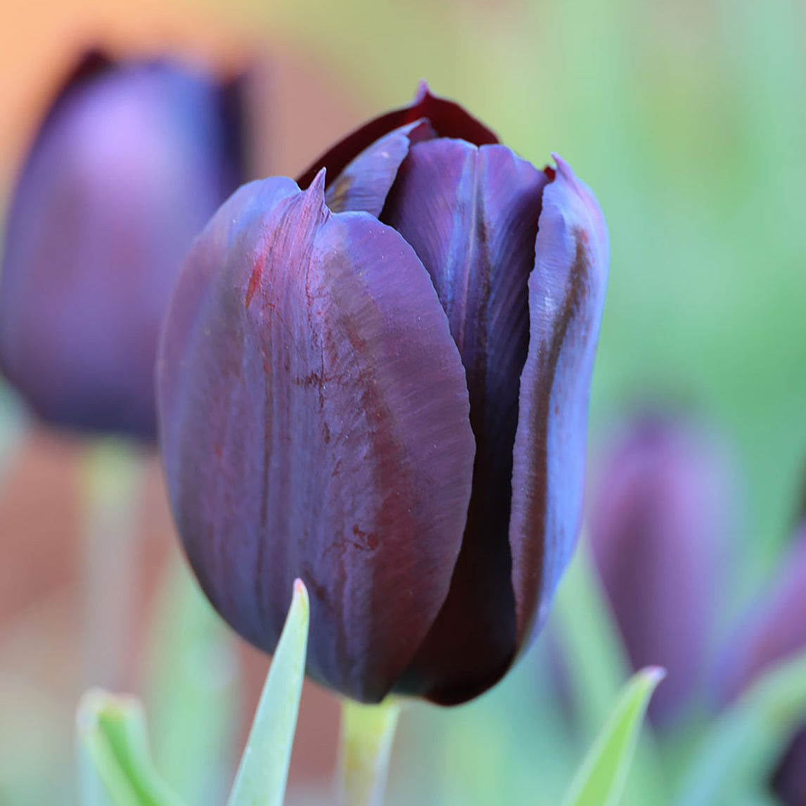 Tulip - Continental