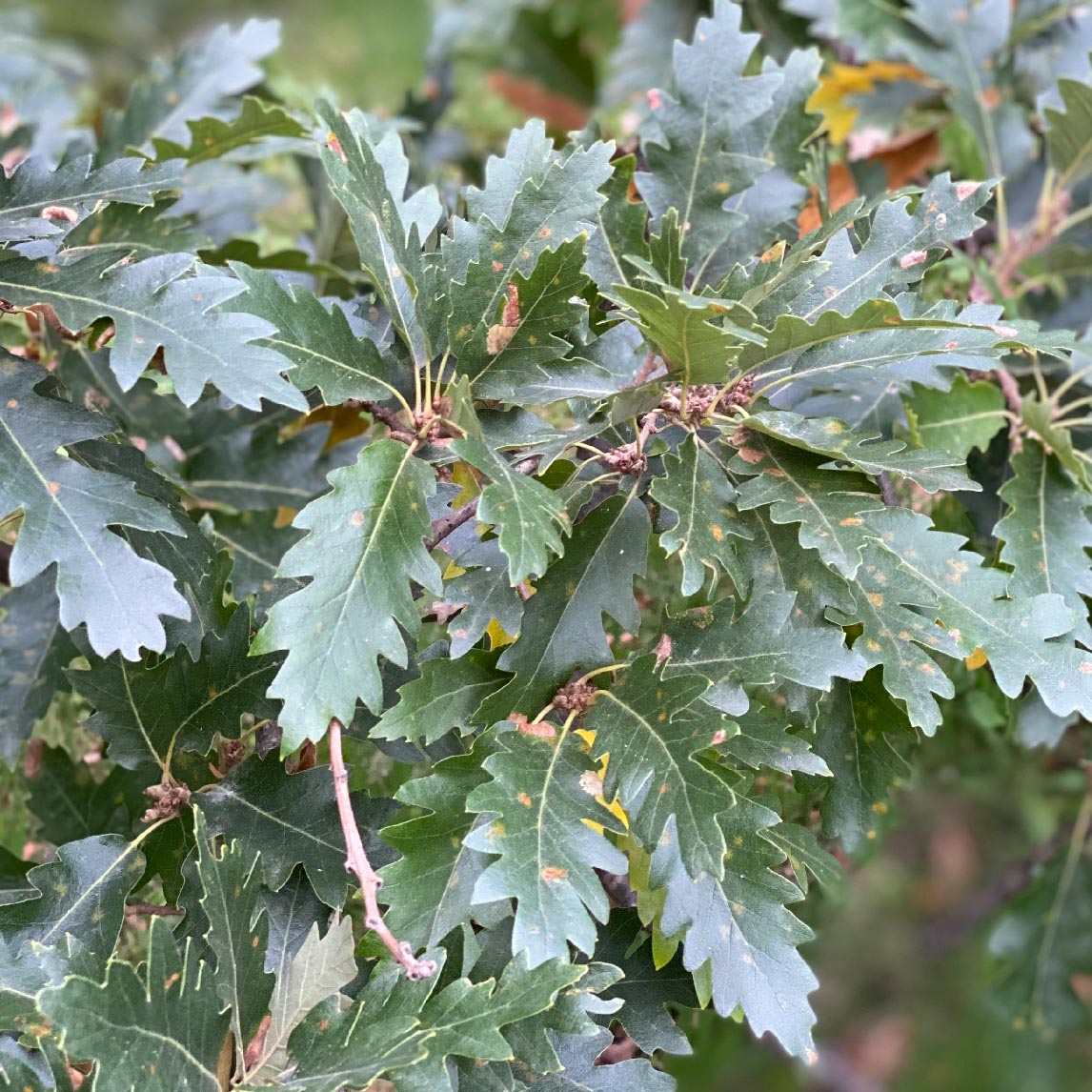 Turkey Oak