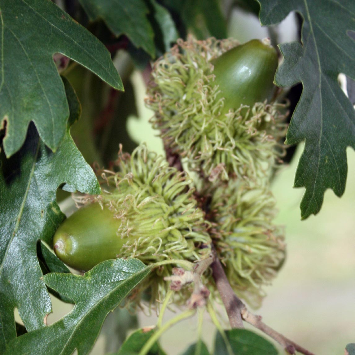 Turkey Oak Seeds