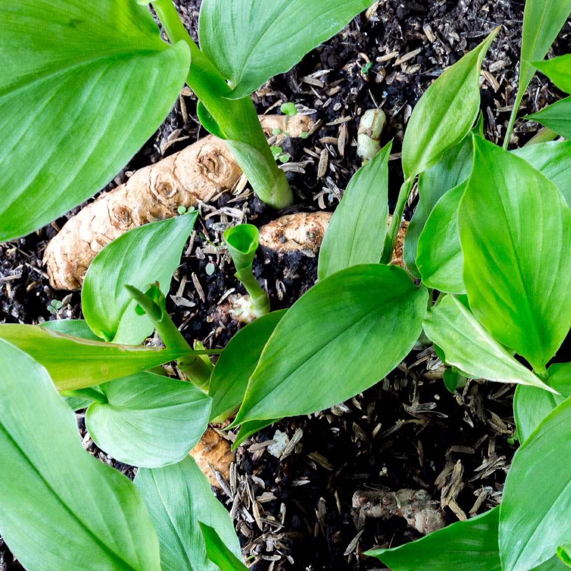 Turmeric - Potted Plant