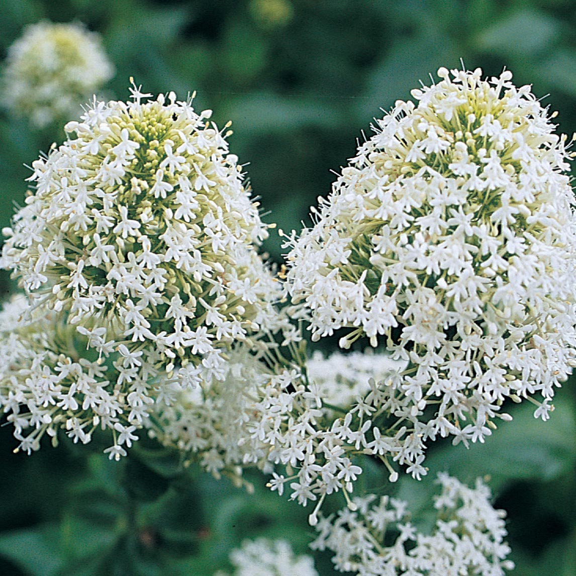 White Valerian