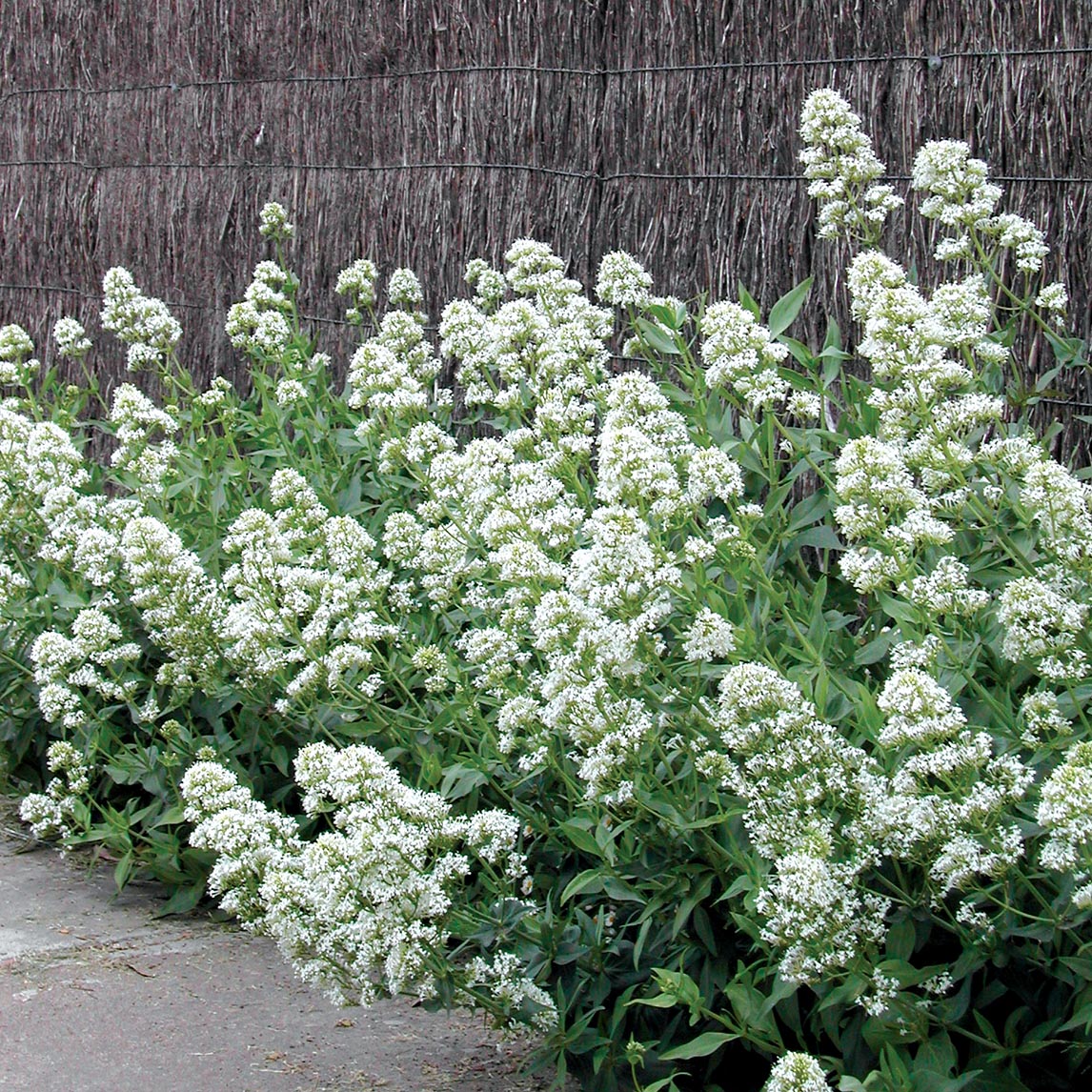 White Valerian