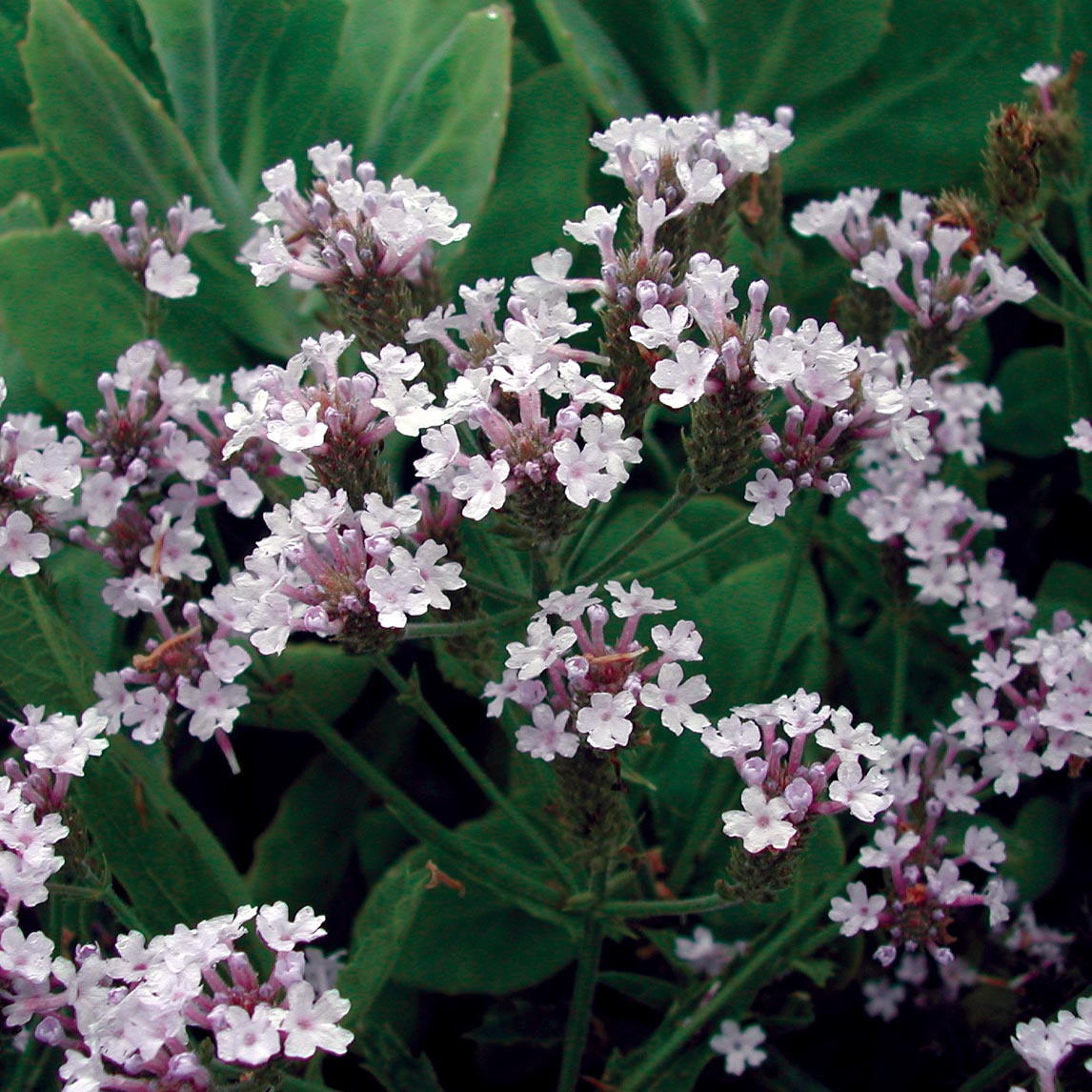 Verbena 'Polaris'
