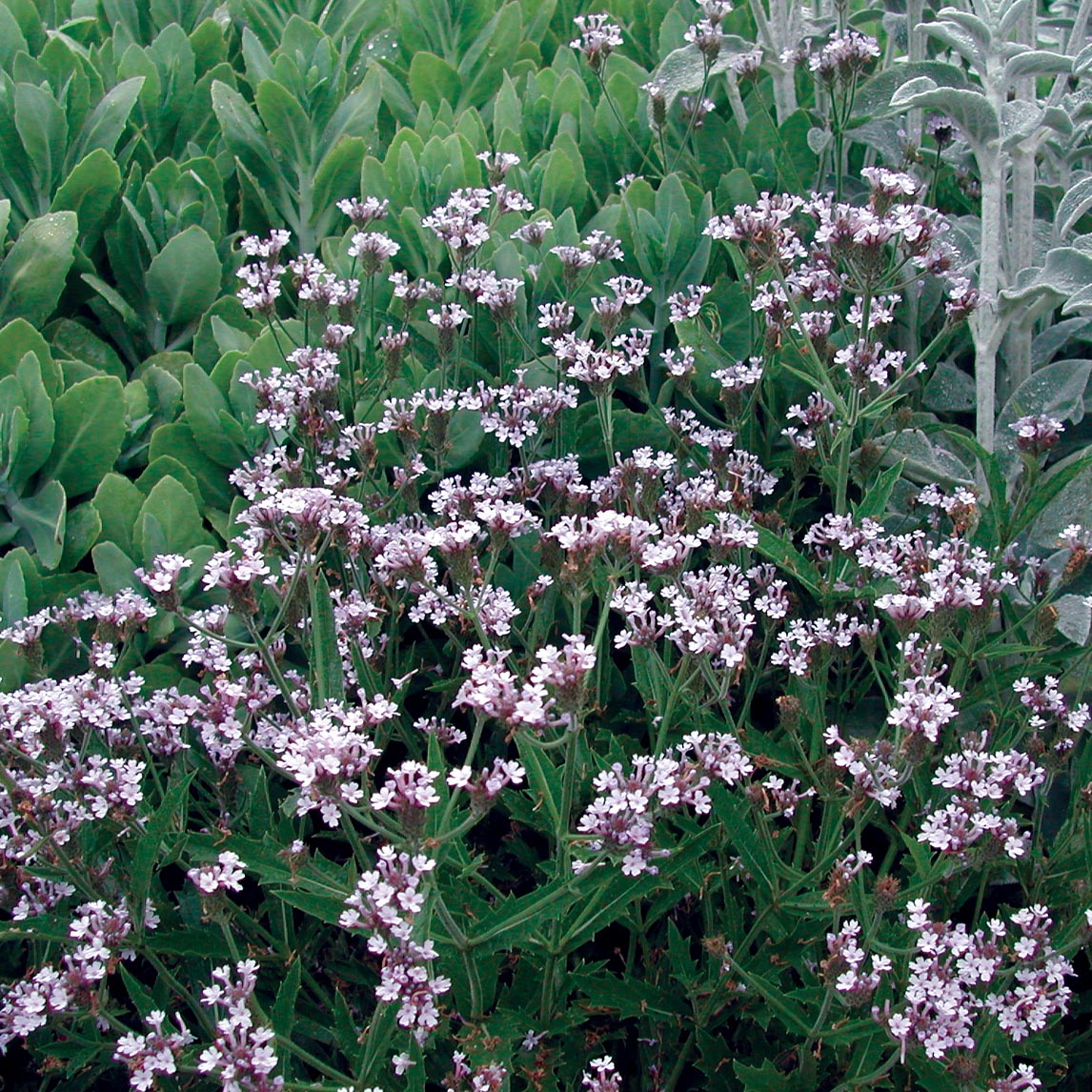 Verbena 'Polaris'