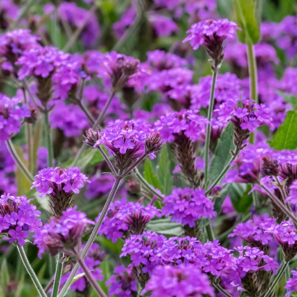 Verbena rigida