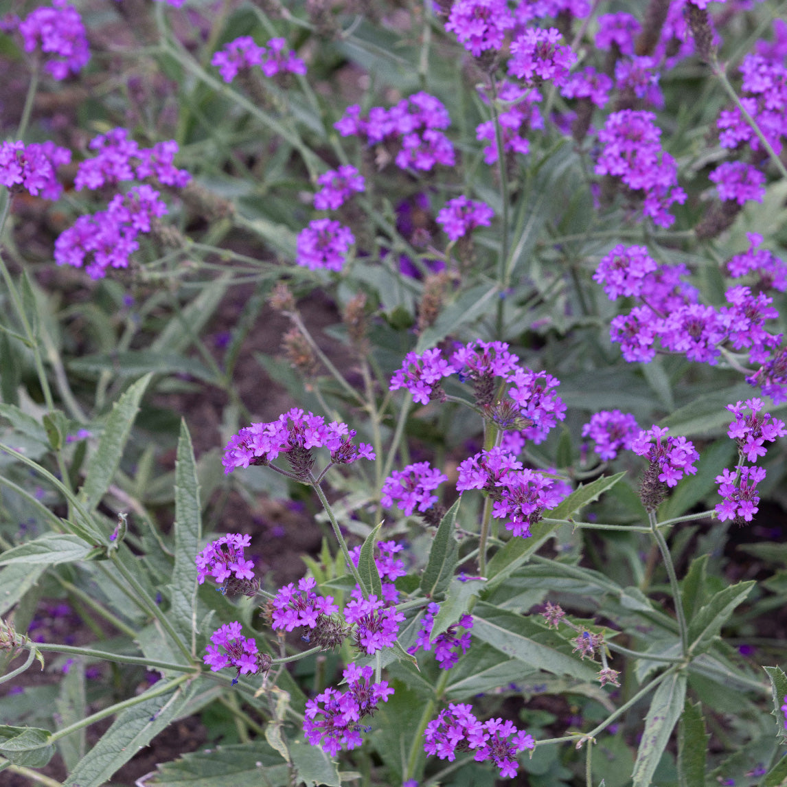 Verbena rigida