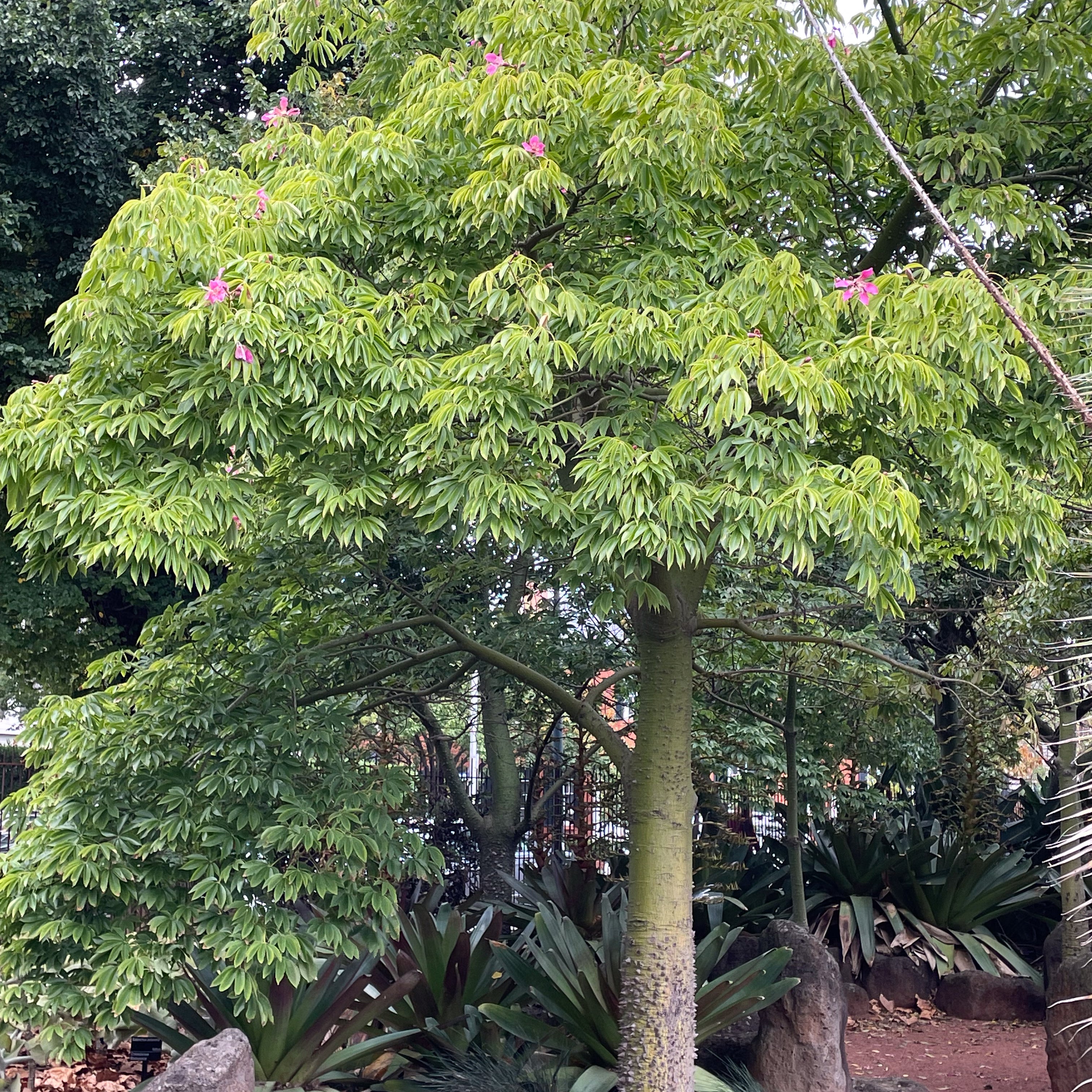 Pink Silk Floss Tree