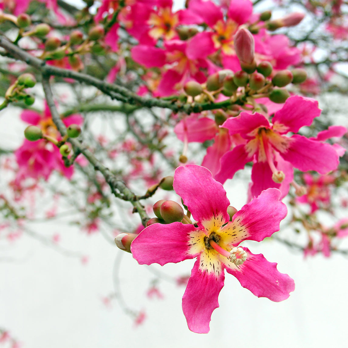 Pink Silk Floss Tree