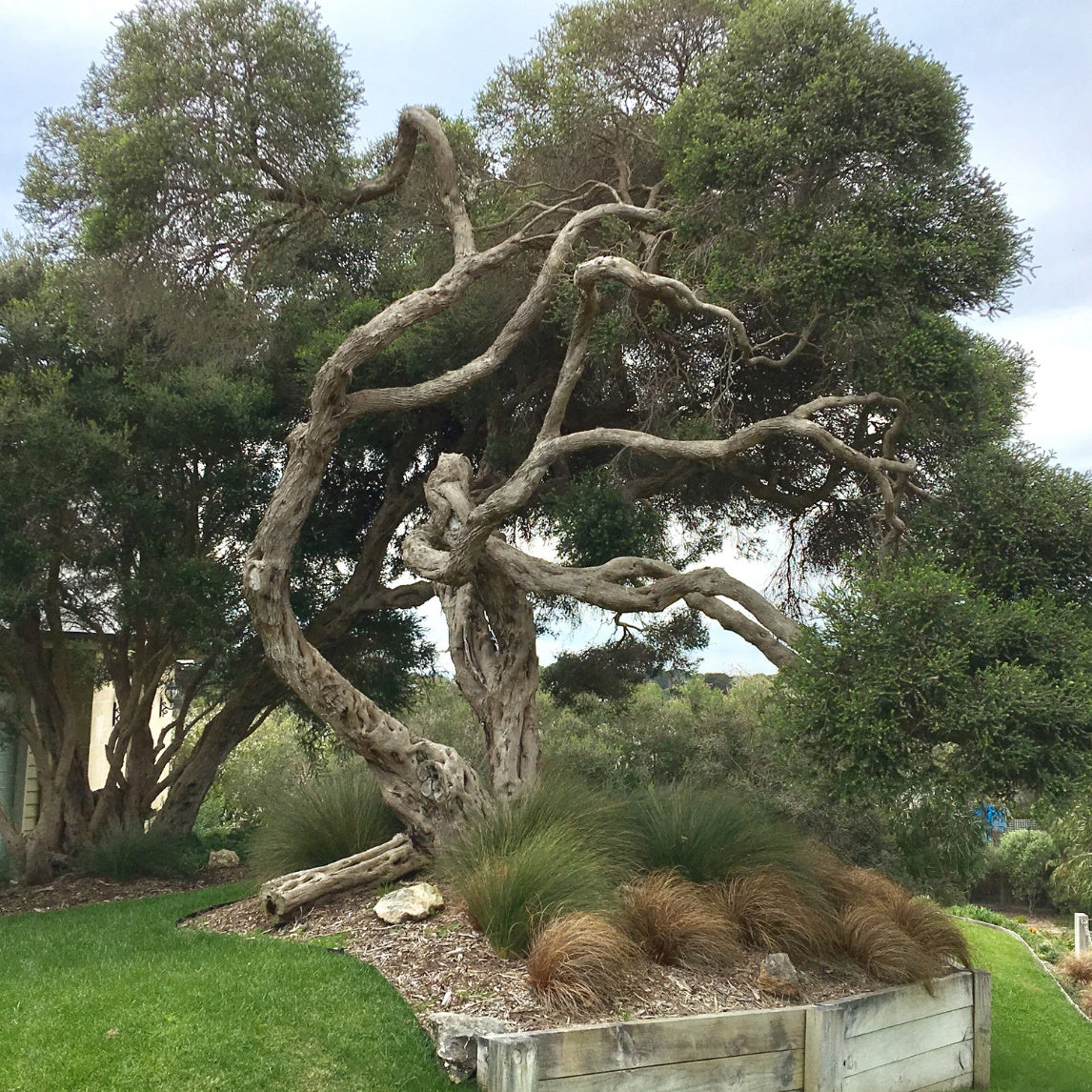 Melaleuca lanceolata - Moonah