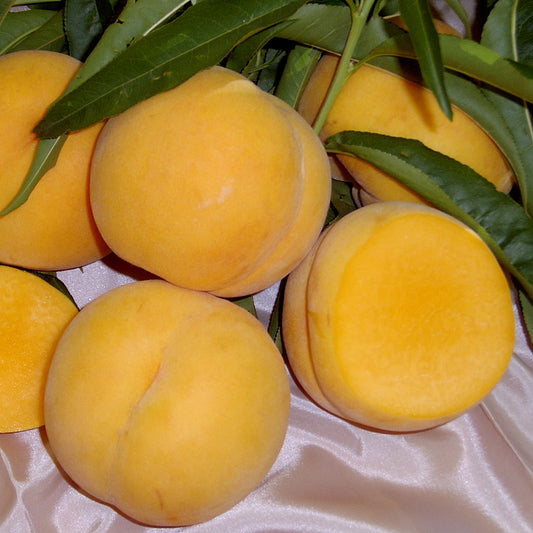 Peach 'Golden Queen'