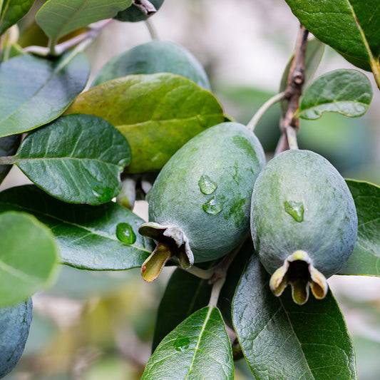 Feijoa 'Nazemetz'