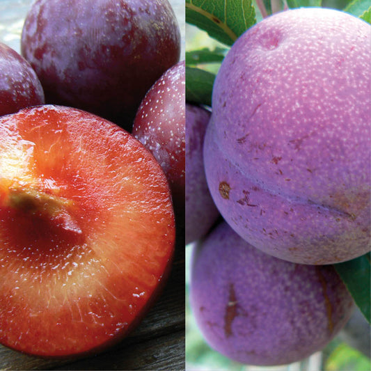 Plum Combo - 'Santa Rosa' & 'Satsuma'