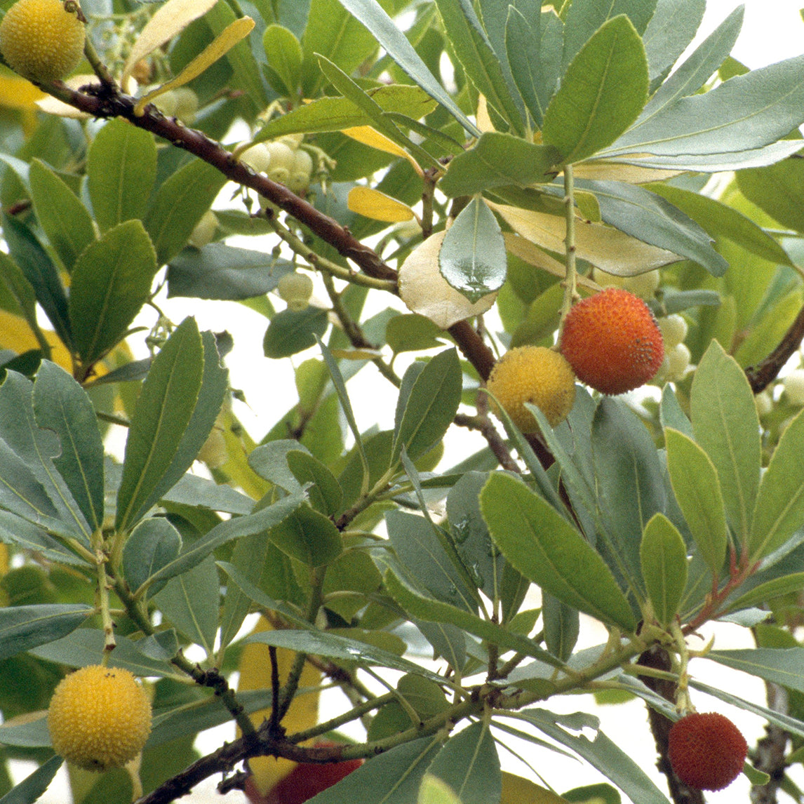 Canary Island Strawberry Tree