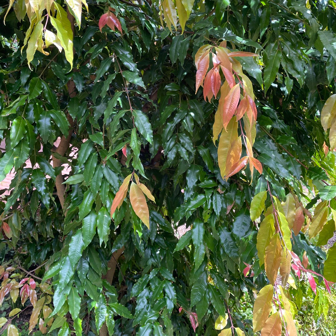Weeping Lilly Pilly