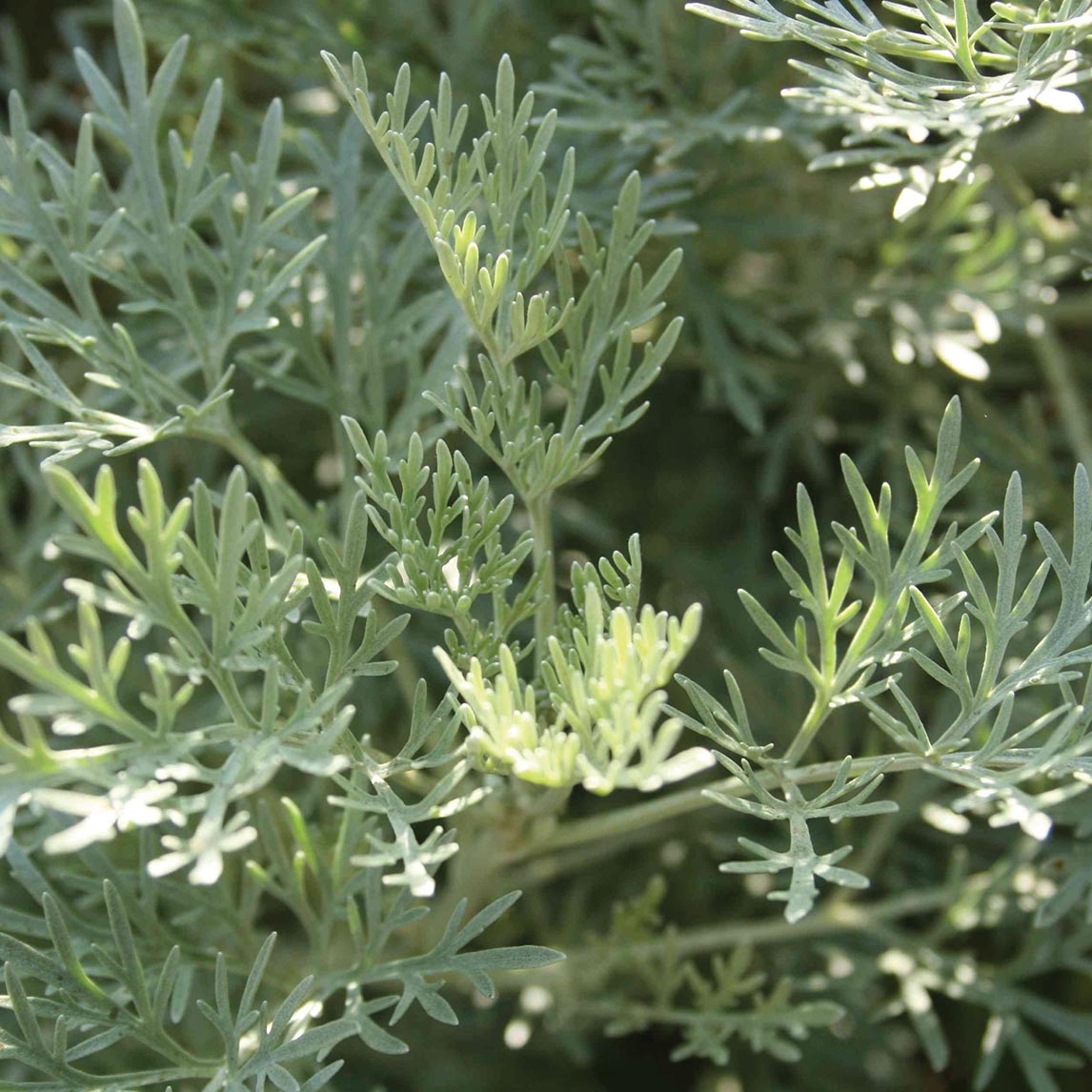 Wormwood 'Powis Castle'